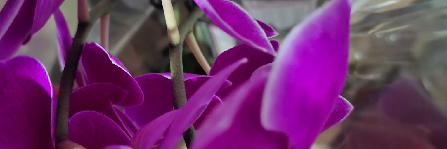 ElMySTragedias's profile banner image
