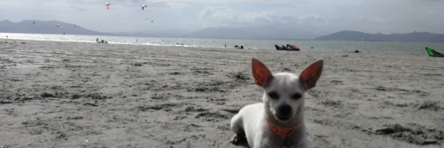 anynka1's profile banner image