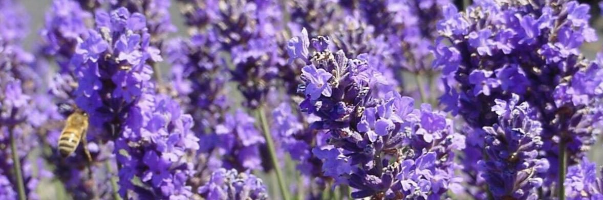 د. عبدالعزيز الناصر الطائي banner