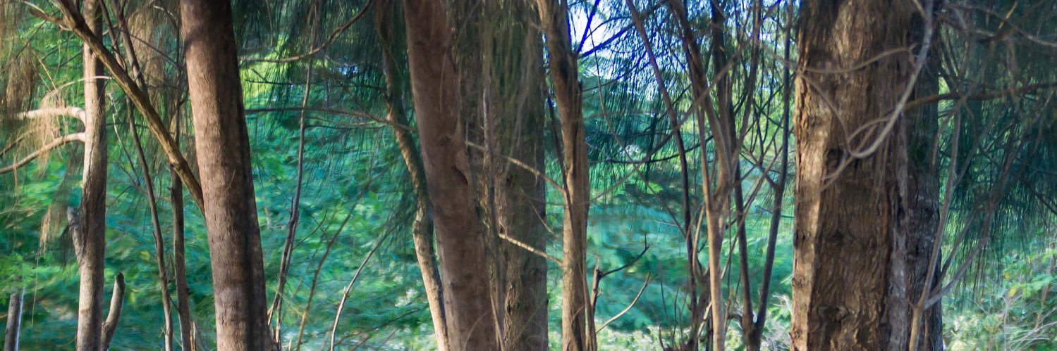 _lissbrown's profile banner image