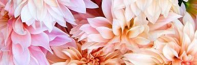 ashdengray's profile banner image