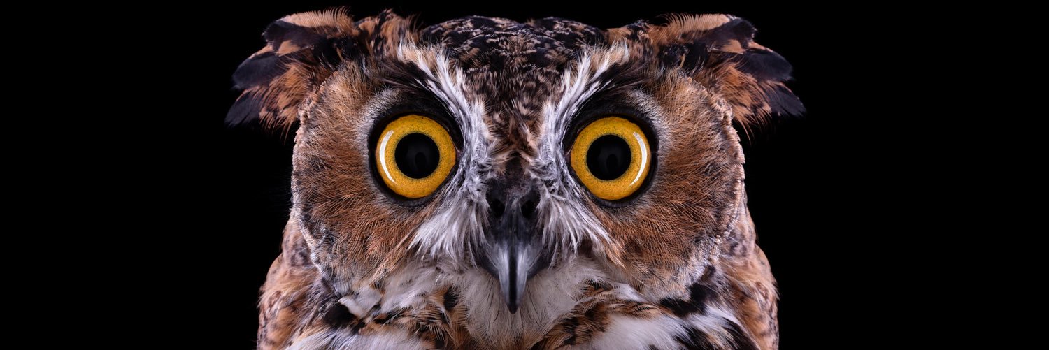 PersianOwl's profile banner image