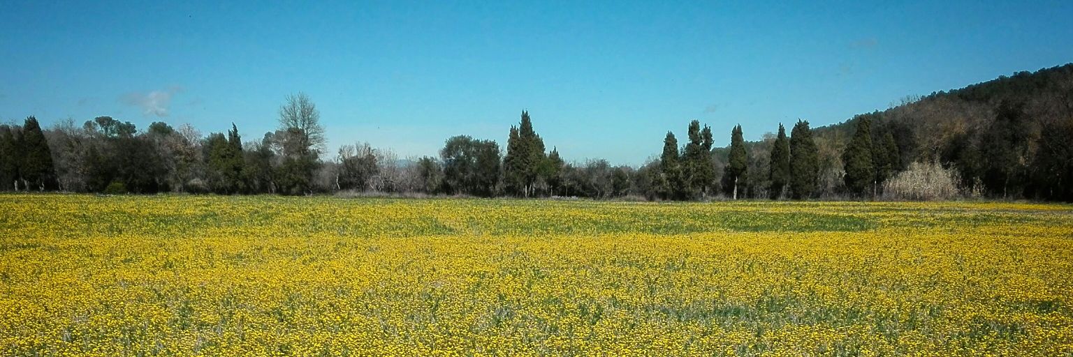 Núria Micola banner