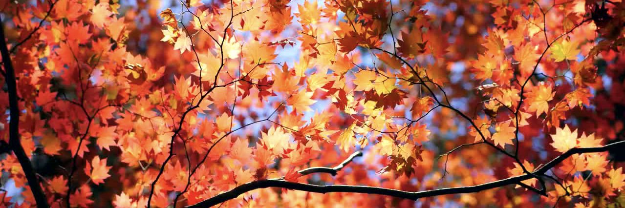 Amanda Aykanian, PhD banner