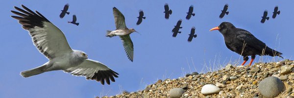 ManxBirdLife Profile Banner