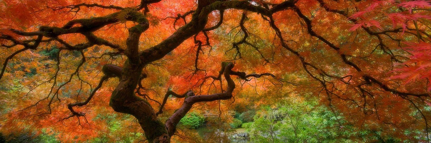 peterpingus's profile banner image
