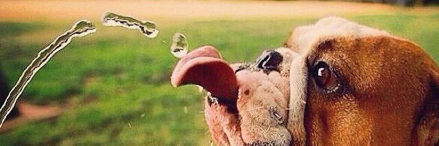 HappyFunnyPets's profile banner image