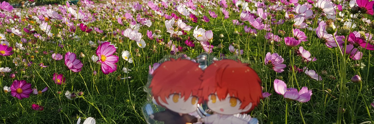 月櫻💮월앵 banner