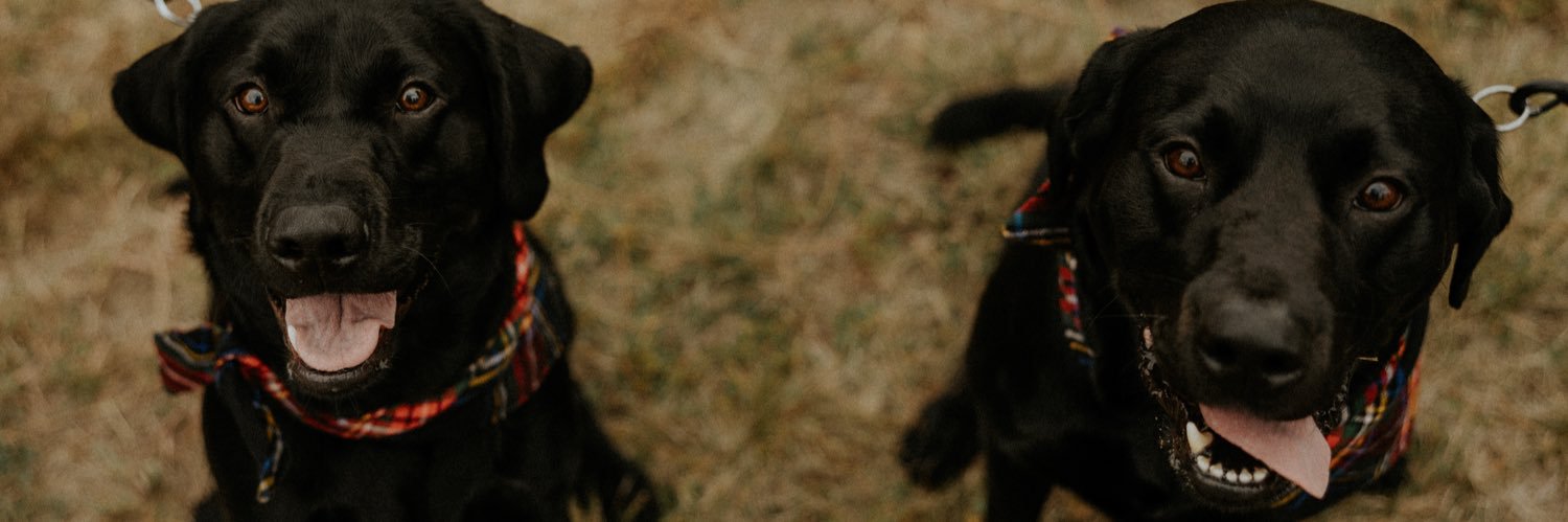 molshep's profile banner image