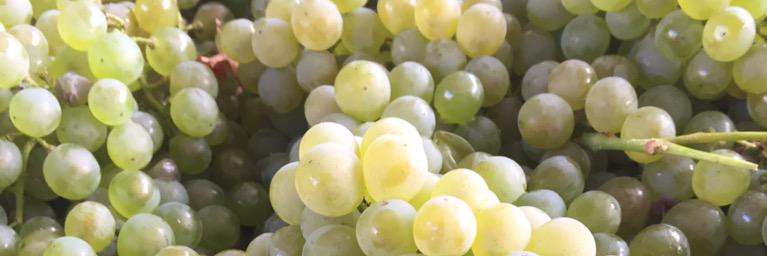 Winemakerprobs's profile banner image