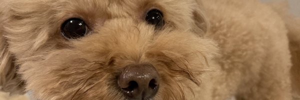 hir0shi81 Profile Banner