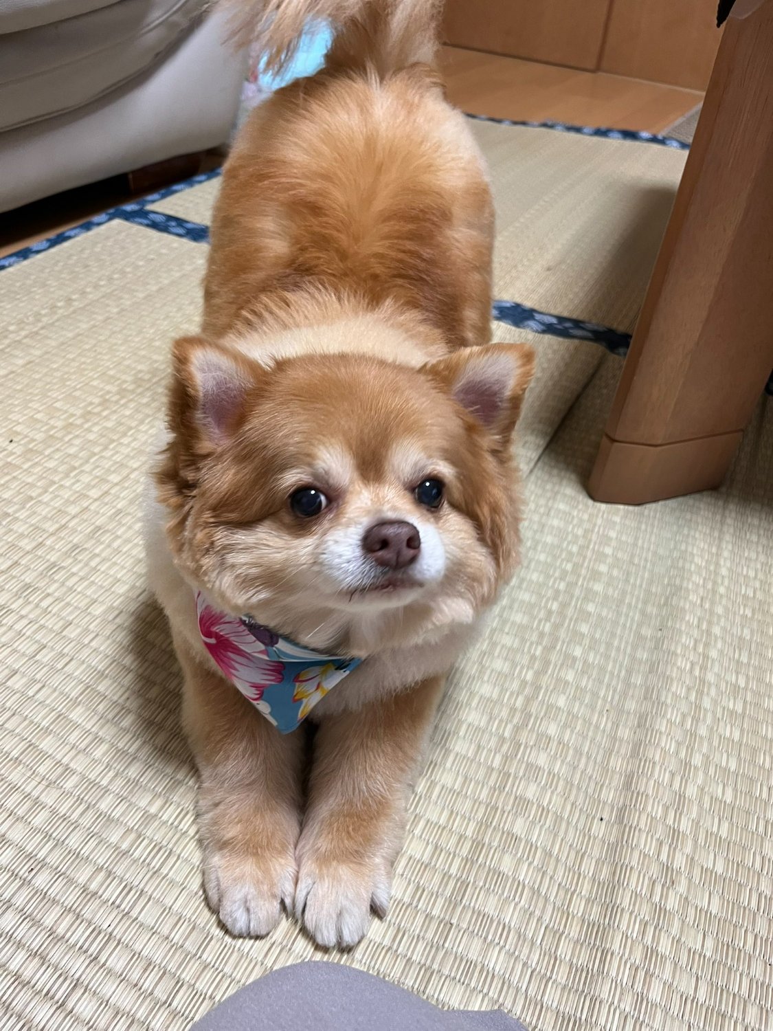 applejonagold banner