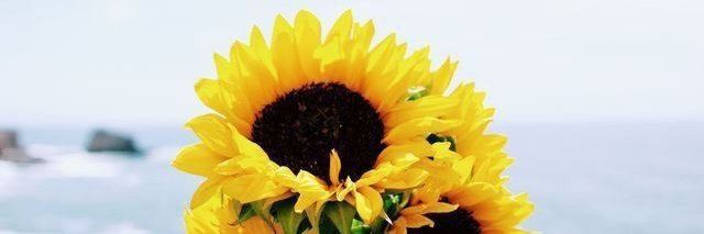 ehleele's profile banner image