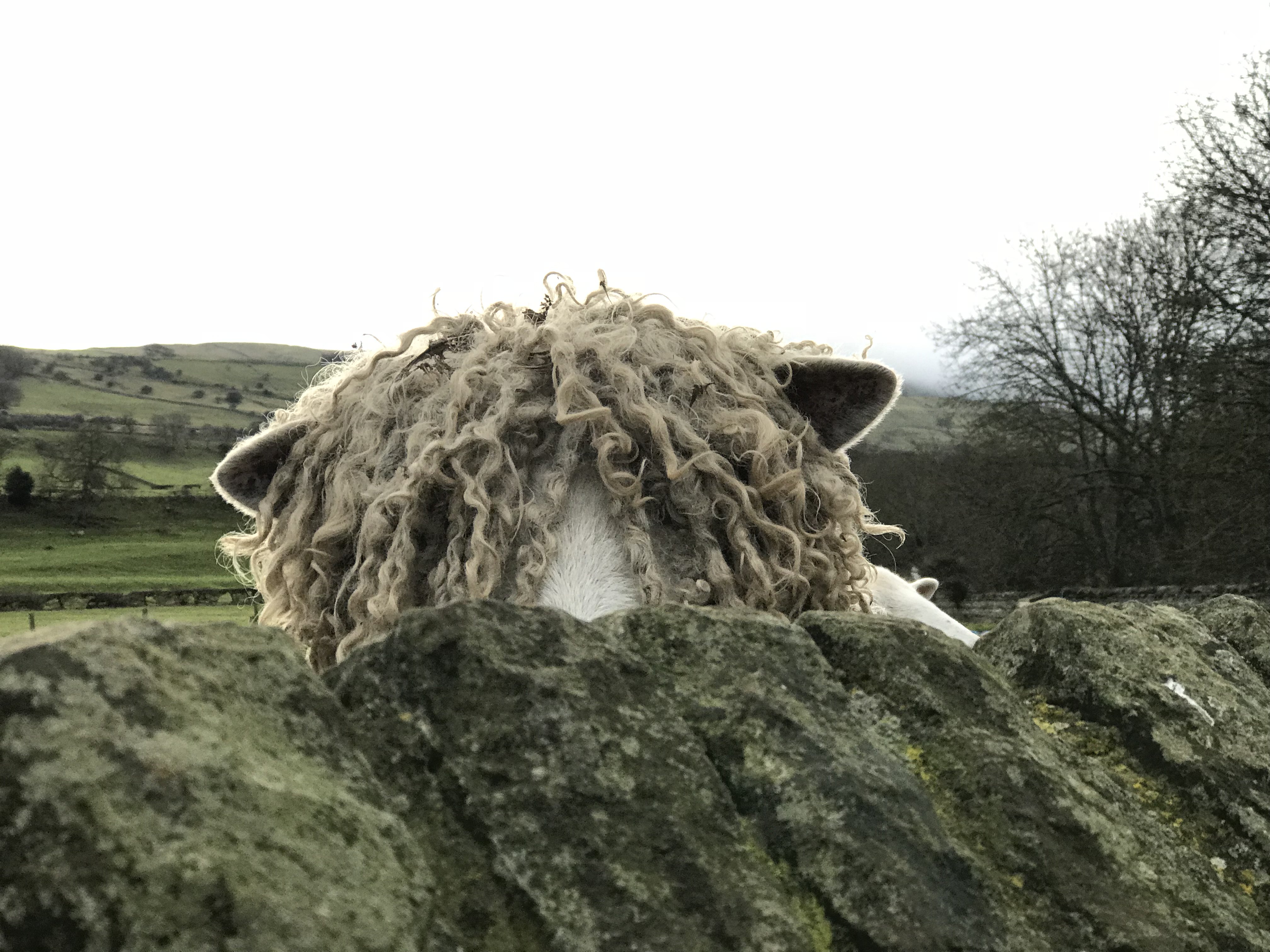 TheHildredFlock's profile banner image