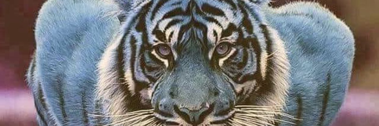 jannareb's profile banner image