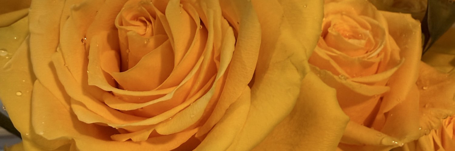 Elle banner