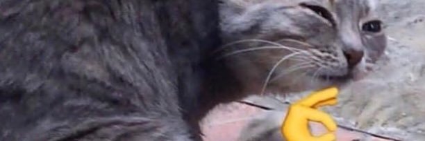 TroutBasket's profile banner image