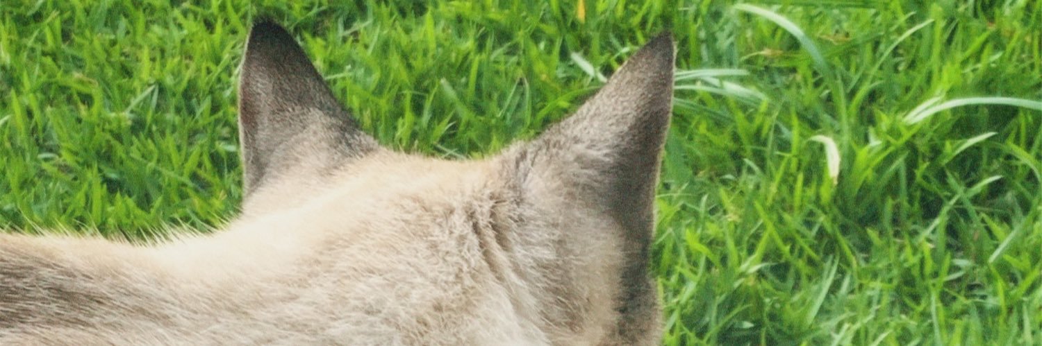 pedroamadoo's profile banner image