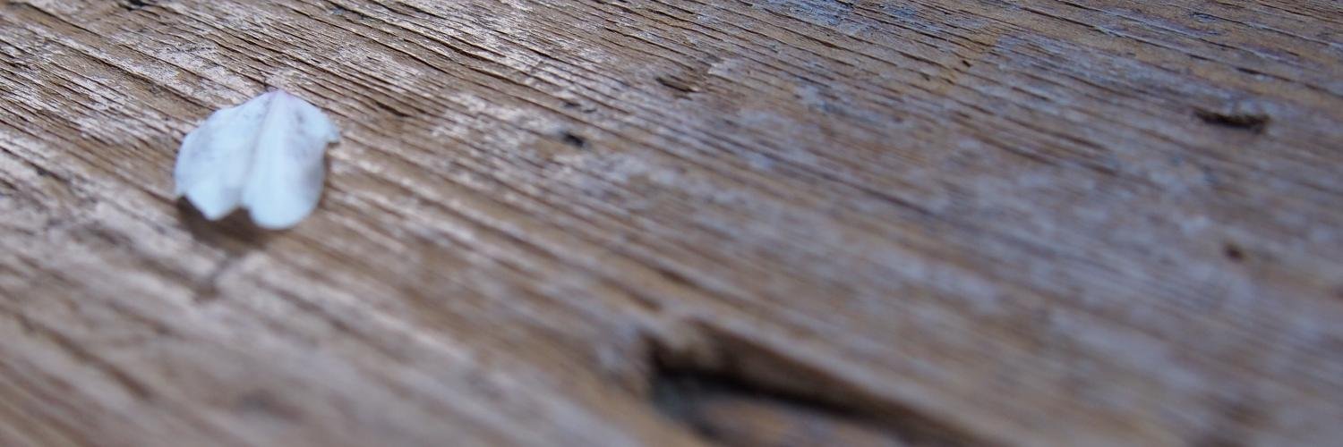 fumie140's profile banner image