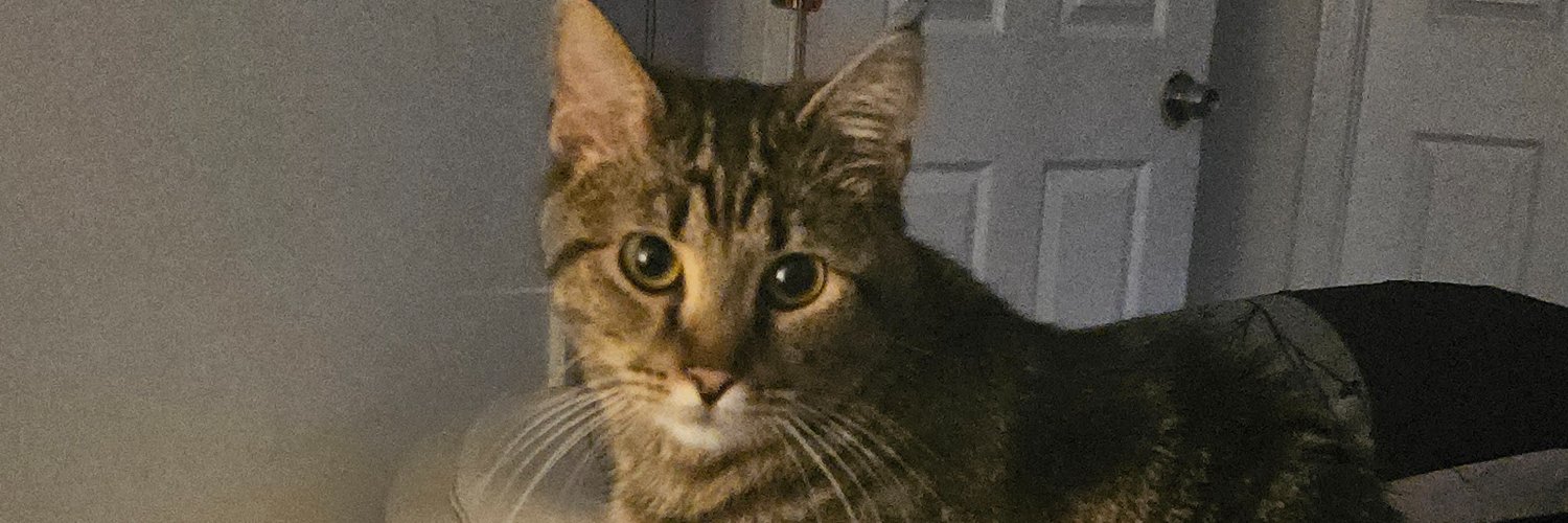 Colette Wilson banner