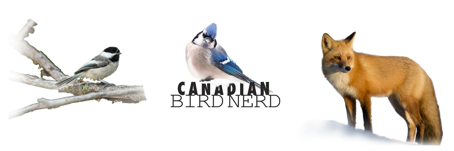 CanBirdNerd's profile banner image