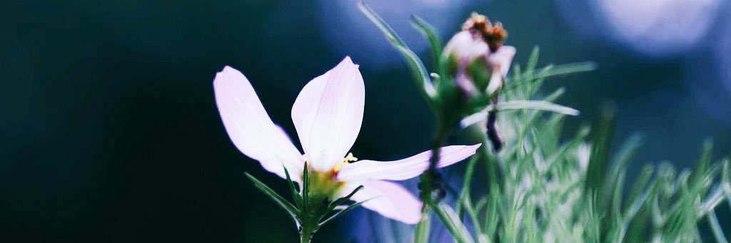 FlashCookie2's profile banner image
