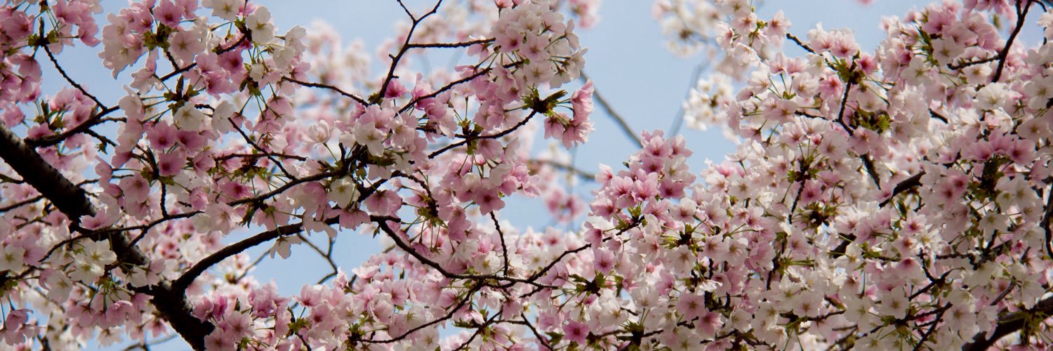mzhang__'s profile banner image
