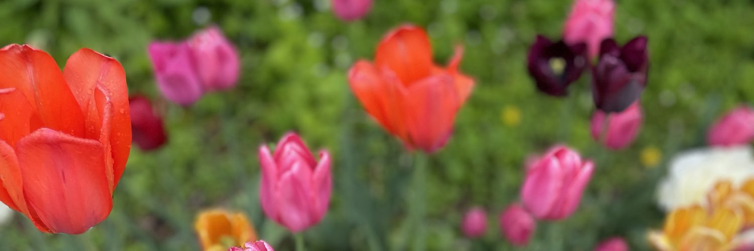 Belawed banner