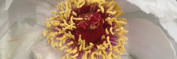 loudepou Profile Banner