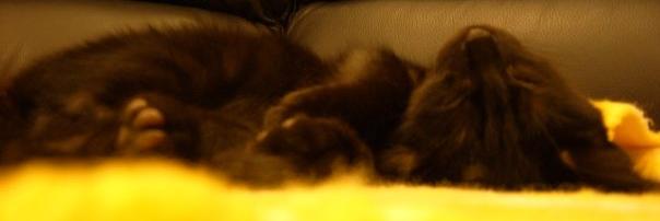 Scaturkio's profile banner image