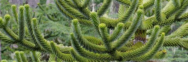 NickyFiddle Profile Banner