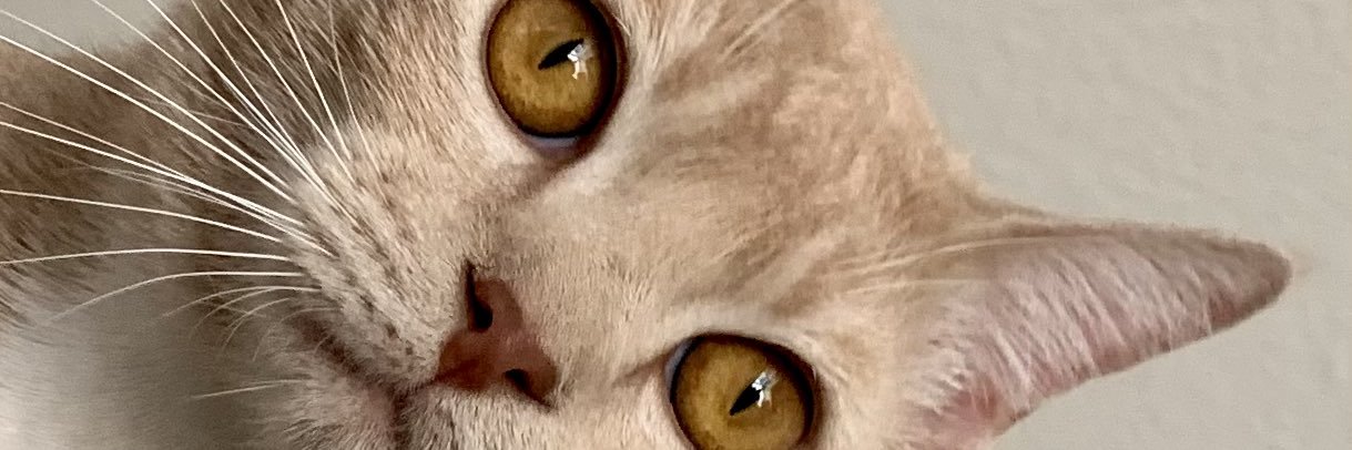 none banner