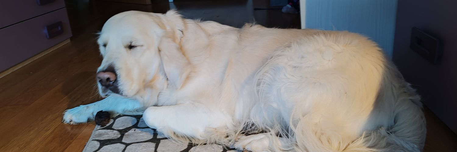 pamandalexia's profile banner image
