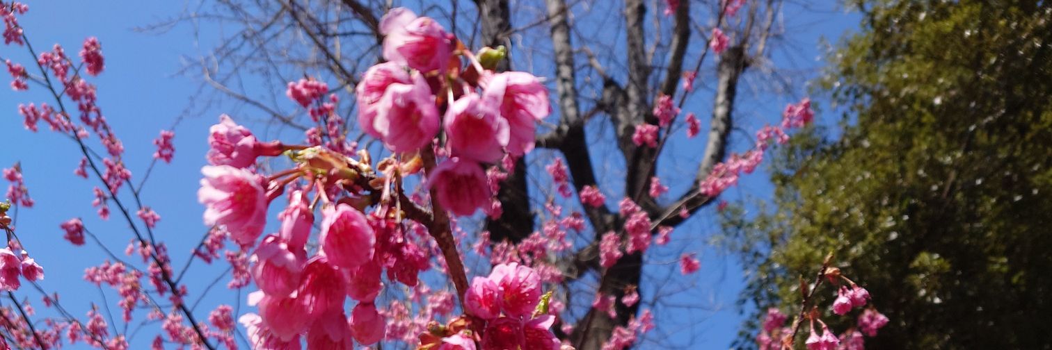 ♫ೄ٭らるちゃೄ.¸♬• banner