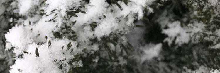 ElizabethHerge's profile banner image