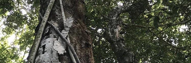 tailford's profile banner image