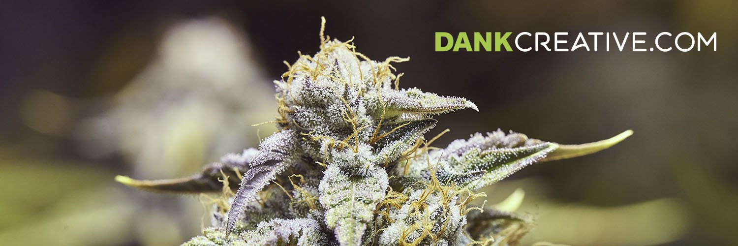 Dank Creative banner