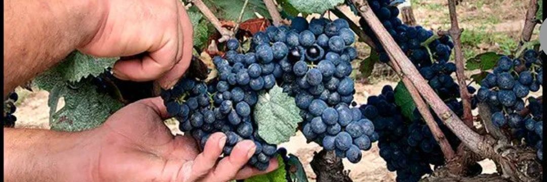 BodegasDelMundo's profile banner image