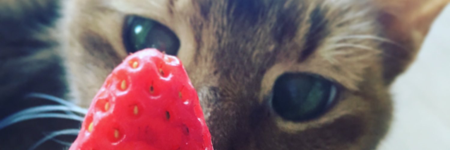 Hiroko Umezaki banner