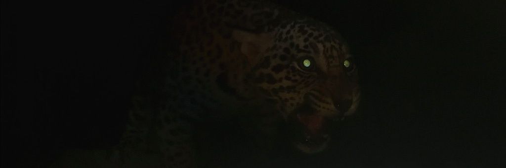 aveefelix's profile banner image
