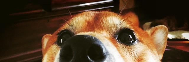 TheMavDog's profile banner image