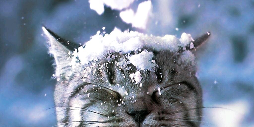 Cococoqueta's profile banner image