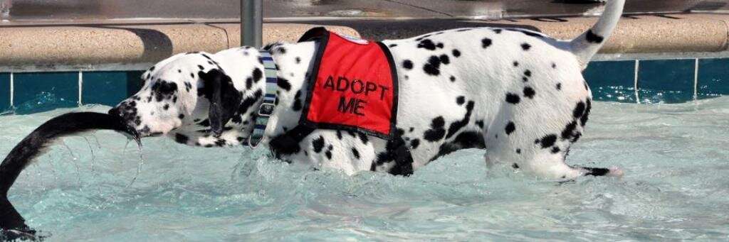 Adopt A Spot banner