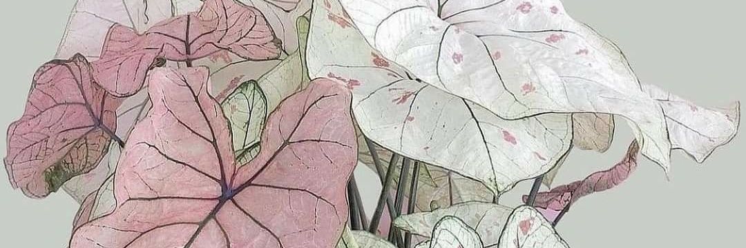 nahartamrin's profile banner image