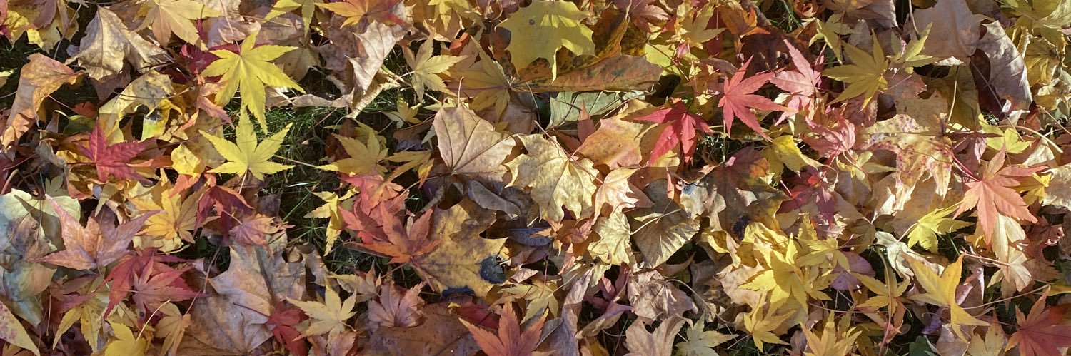 Jessica Haller🟧 banner