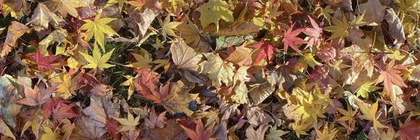 JessicaHaller Profile Banner