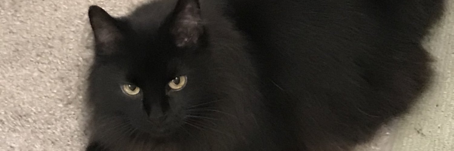 Mr. Gucci the Cat banner