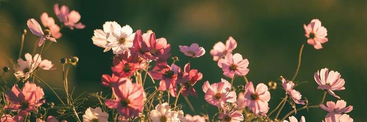 🍂Misty🍂 banner