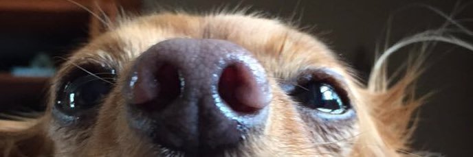 SaraSpeed's profile banner image