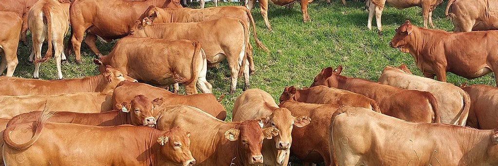 Nhuka Zvavahera banner